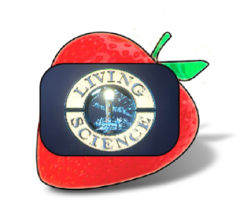 Berry Creative sample icon