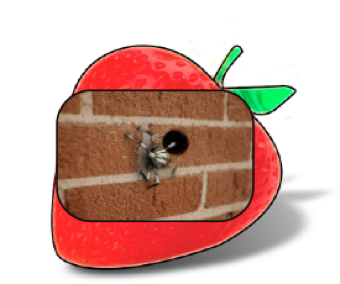 Berry Creative sample icon